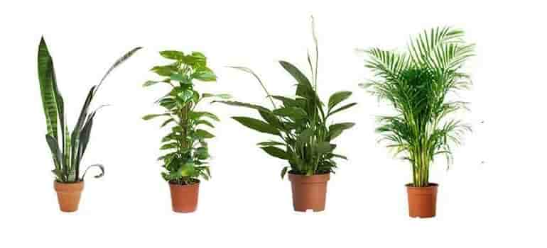 Plants for pollution free air