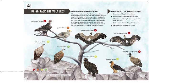 WWF India launches a poster on vulture species in India with conservation information on each species, on International Vulture Awareness Day (which is celebrated on 3rd September). Vultures are often demonised due to the way they appear and the task they perform in nature’s food chain. This undermines their importance as cleaners of our environment, controlling the spread of diseases from decaying dead animals. To improve the understanding of people about vultures, WWF India has created the poster- Bring Back the Vulture- highlighting the nine species of vultures found in our country. The population of vultures has declined to low number and their conservation in the country is imperative. Various steps like captive breeding of a few species, banning the use of diclofenac sodium in veterinary treatment and monitoring vulture populations in the wild have been taken up by the government and several conservation organisations. Mr Ravi Singh, Secretary-General and CEO, WWF India said, “Spreading awareness about the species of Vultures in India will help address the need of conserving them. Some conservation efforts are being made to protect and improve the vulture populations in the country. With initiatives like these we hope the populations of vultures increase and that they will continue to contribute ecological services at some scale.” Dr. Diwakar Sharma, Director, National Conservation Programme WWF India said, “To take a step further towards the conservation of the raptor species, WWF India started a month-long vulture count through citizen science last September and this is being done again in September this year. The aim is to involve bird enthusiasts and train them in identifying vultures and recording the observations on eBird India for monitoring vulture populations.” The poster has illustrations and information on each species – White-rumped vultures, Indian long-billed vulture, Slender-billed vulture, Red-headed vulture, Egyptian vulture, Cinereous vulture, Bearded vulture, Himalayan Griffon and Eurasian Griffon- which include their conservation status. With the need to safeguard these important species, information on how they support our ecosystem, what happens in their absence and what we can do to save their remnant populations is stated to raise awareness of these threatened birds. The poster will share information with the reader on importance of vultures and how we can try to save them. These posters will be also available in Hindi, Marathi, Gujarati, Malayalam, Telegu, Tamil, Kannada, Bengali and Assamese for a wider reach at the grassroot level.